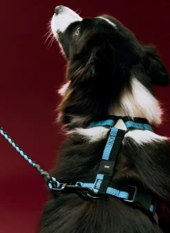 HAY Dog Braided Adjustable Hundesnor,* Udstyr Til Kæledyr