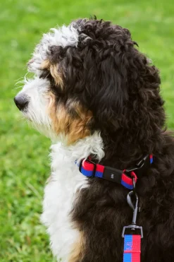 Hot HAY Dog Flat Hundehalsbånd, Red/Blue