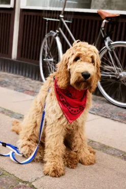 HAY Dog Flat Hundesnor,* Udstyr Til Kæledyr