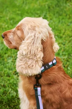 HAY Dog Flat Hundesnor,* Udstyr Til Kæledyr