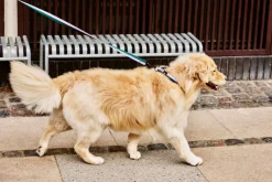 HAY Dog Flat Hundesnor,* Udstyr Til Kæledyr