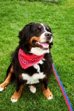 Best HAY Dog Flat Hundesnor, Red/Blue