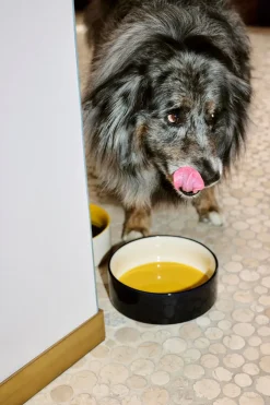 HAY Dog Hundeskål,* Udstyr Til Kæledyr