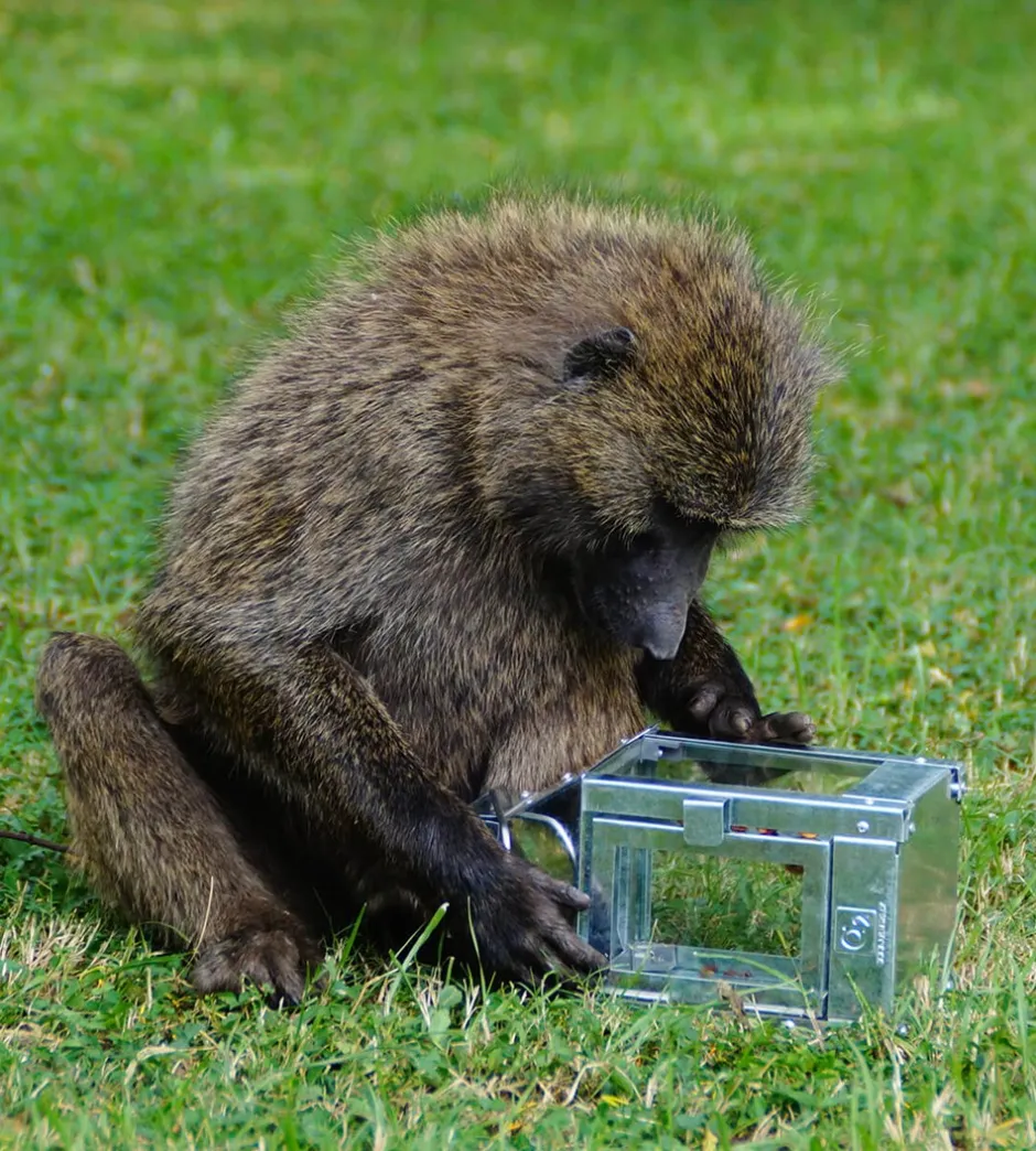 A2 Living Micro Lanterne, , 12,5x25x12,5 cm* Lanterner & Lyskæder