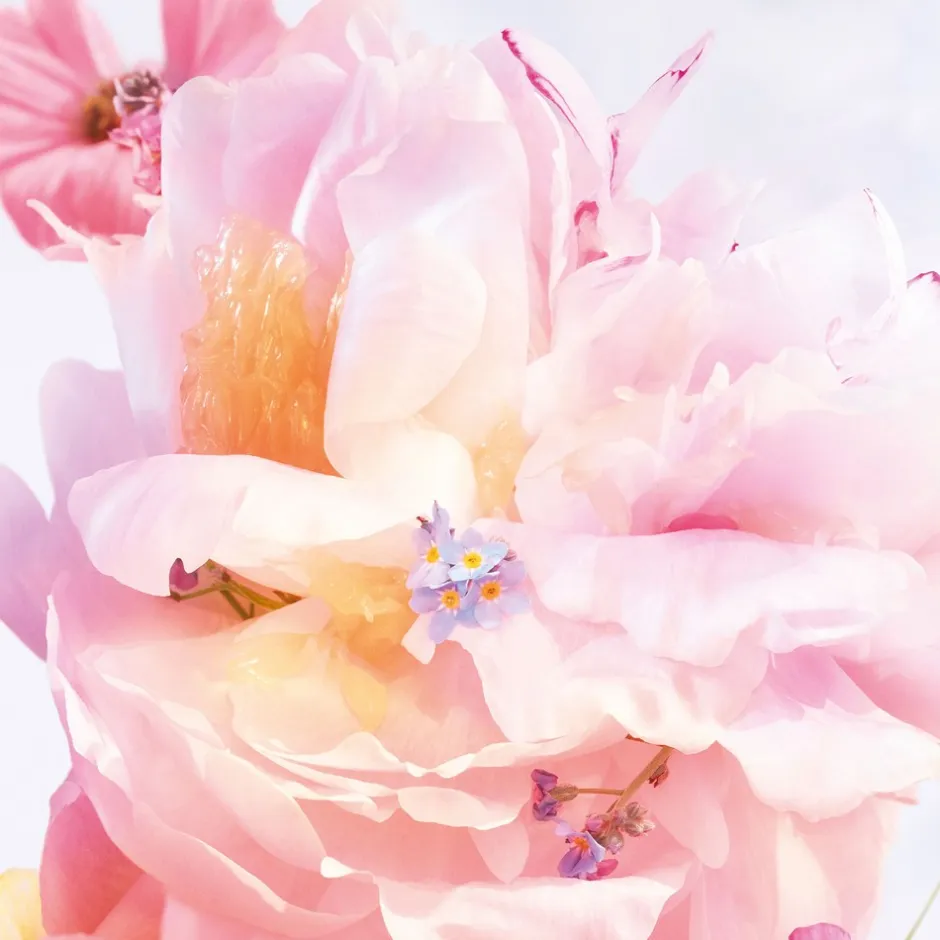 Discount Dior Miss Blooming Bouquet Eau De Toilette, 30 ml