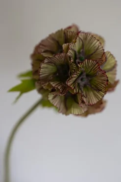 Bloom Objects Scabiosa Kunstig Blomst,* Kunstige Blomster