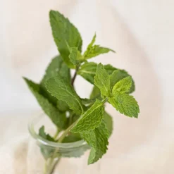 New Volant Æterisk Olie, Spearmint
