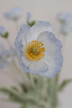 Bloom Objects Valmue Kunstig Blomst,* Kunstige Blomster